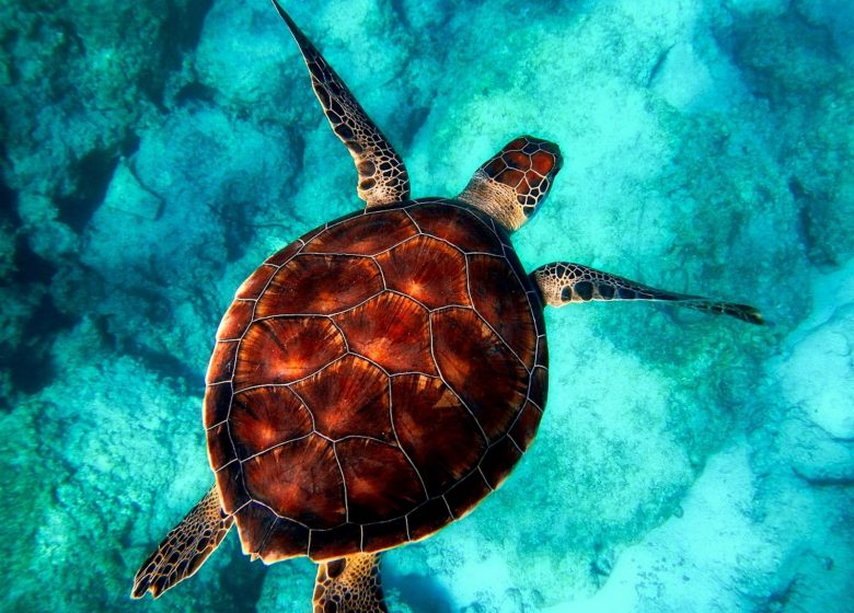 Journées de sensibilisation aux tortues marines