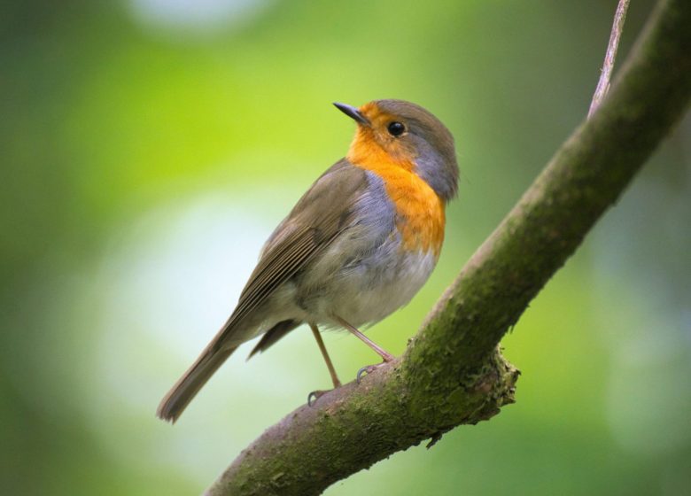 Les oiseaux migrateurs