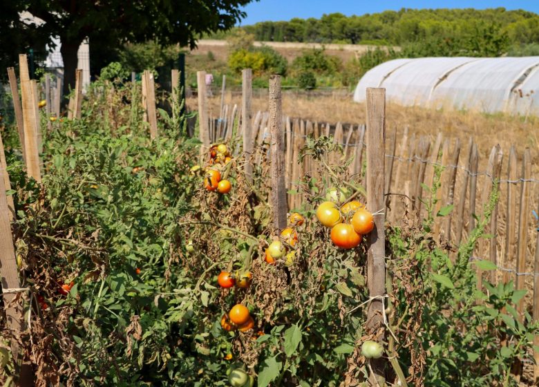 Cabanon des vignes