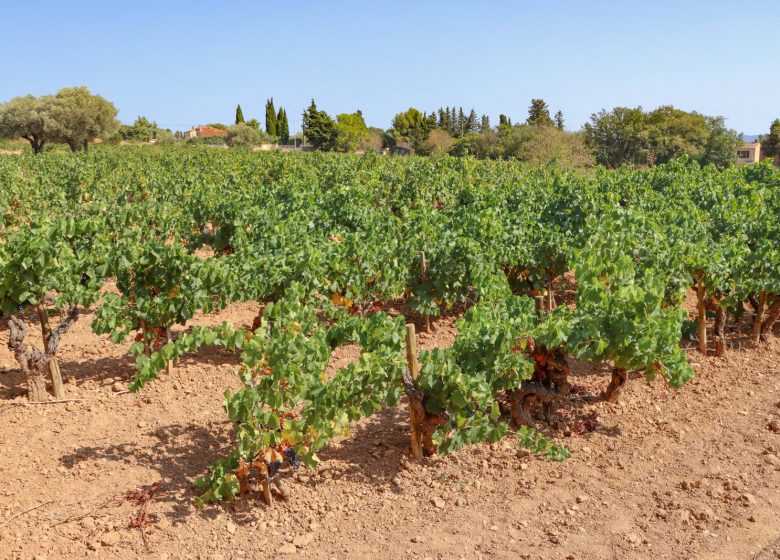 Cabanon des vignes